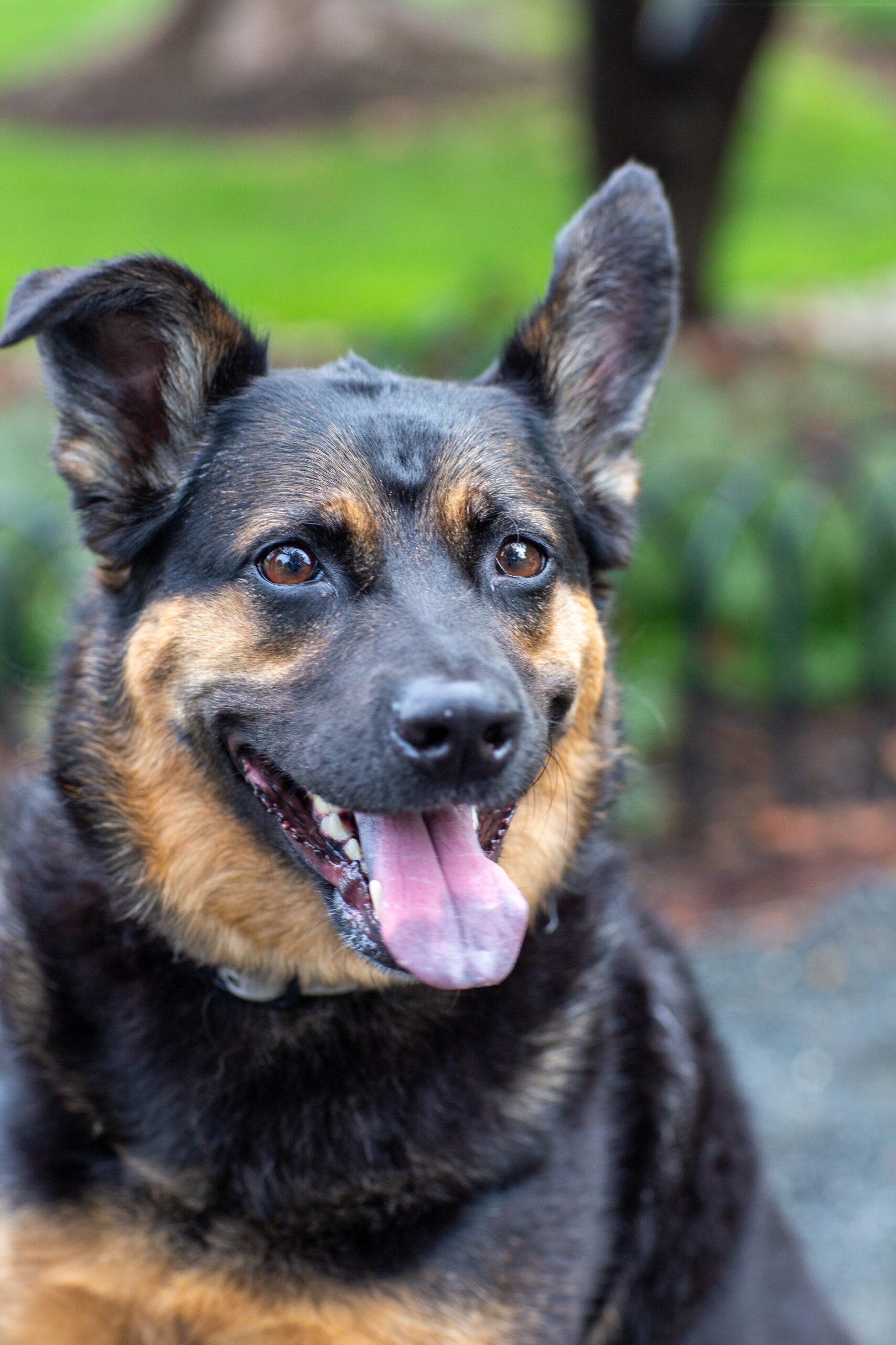 Blue Star, the dog who inspired Blue Star Franchising, sitting happily outdoors